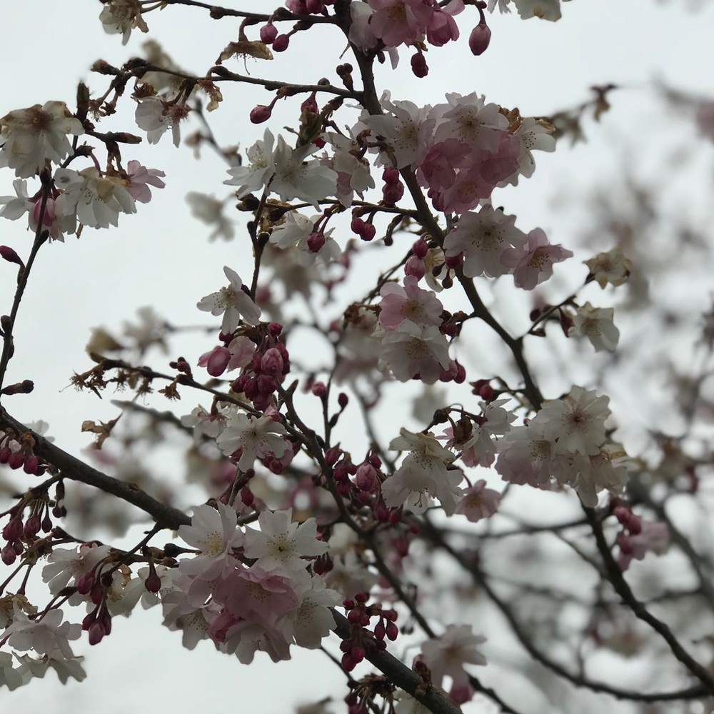 Meet your Posher, Yuli